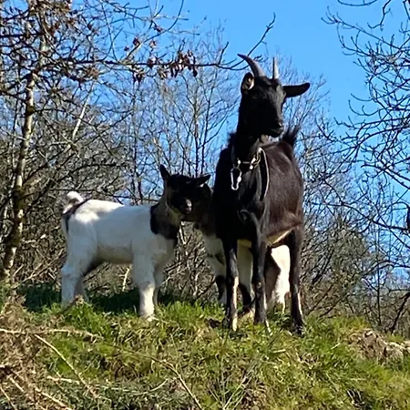 Les Rives Du Lay Joly Le Boupère