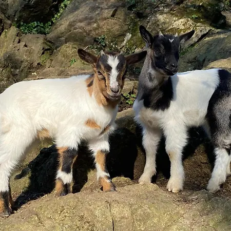 Vakantiehuis Les Rives Du Lay Joly Le Boupère
