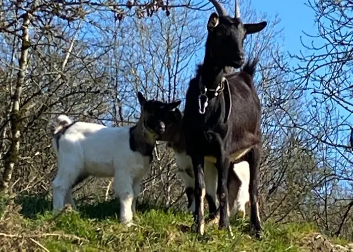 Les Rives Du Lay Joly Le Boupère