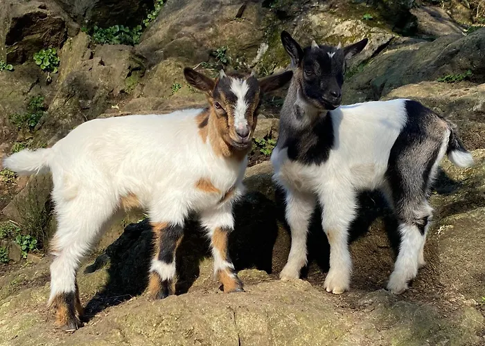 Feriehus Les Rives Du Lay Joly Le Boupère